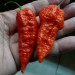 208348-peper-leviathan-gnarly-scorpion