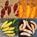 208352-peper-limon-colormix