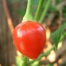 208800-peper-mayan-cobanero-love