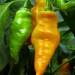 208820-peper-monkey-face-yellow