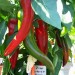 208950-peper-numex-big-jim