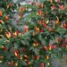 208955-peper-numex-twilight