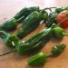 209100-peper-padron-pimientos-padron