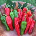 209185-peper-peperone-friariello-friariello-di-nocera-peperoncini-verdi