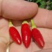 209200-peper-pequin-from-ischia