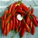 209253-peper-piura-aji-aji-piura-red-glow