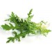 242110-wilde-rucola