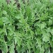 242120-wasabi-rucola