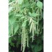 503100-amaranthus-caudatus-green-viridis