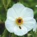 505450-argemone-platyceras