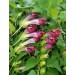 505800-asarina-wislizensis-red-dragon