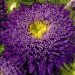 506810-aster-chinensis-princess-blue
