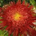 506820-aster-chinensis-princess-firered