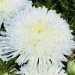 506830-aster-chinensis-princess-white