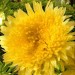 506840-aster-chinensis-princess-yellow