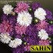 507000-aster-chinensis-struisveder-ostrich-plume