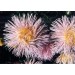 507170-aster-chinensis-florette-champagne-superstraal-nova-apricot