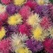 507200-aster-chinensis-superstraal-nova-mixed