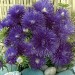 507240-aster-chinensis-superstraal-nova-dark-blue