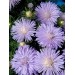 507250-aster-chinensis-superstraal-nova-light-blue
