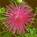 507260-aster-chinensis-superstraal-nova-rose
