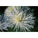 507280-aster-chinensis-superstraal-nova-white