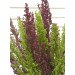 507480-atriplex-hortensis-best-colours