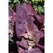 507500-atriplex-hortensis-red-plume