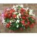 508010-begonia-semperflorens-summer-rainbow-f2