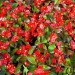 508020-begonia-semperflorens-super-olympia-red-f1