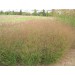674650-panicum-virgatum