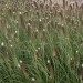 674910-pennisetum-alopecuroides-japonicum