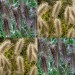 674920-pennisetum-alopecuroides-paul-giant