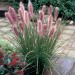 674930-pennisetum-alopecuroides-red-head