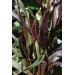 674950-pennisetum-glaucum-purple-majesty-f1
