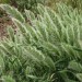 675400-polypogon-monspeliensis