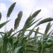 675900-setaria-italica-lowlander