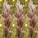 676430-thamnochortus-rigidus