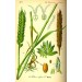 676440-triticum-aestivum-tataros-residence-julius
