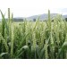 676445-triticum-aestivum-goplana-telimena-lavett-tybalt