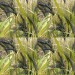 676455-triticum-dicoccum-utrechtse-blauwe-utrecht-blue