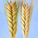 676475-triticum-dicoccum