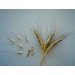 676480-triticum-dicoccum-padre-pio