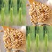 676485-triticum-monococcum
