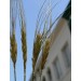 676495-triticum-turgidum-ssp-turanicum-kamut