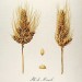 676497-triticum-turgidum-ssp-turanicum-khorasan