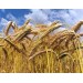 676510-triticale-hybride-sw-talentro-sequenz-twingo-dublet-stelvio