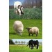 678200-paarden-geiten-schapenweide-horse-star