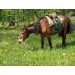 678210-kruidenmix-voor-paarden-top-24