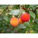 818200-aardbeiboom